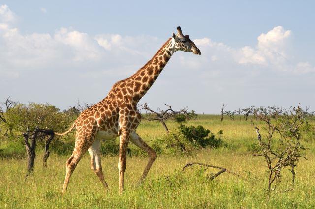 Maasai Mara National Reserve