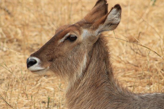 Tarangire National Park