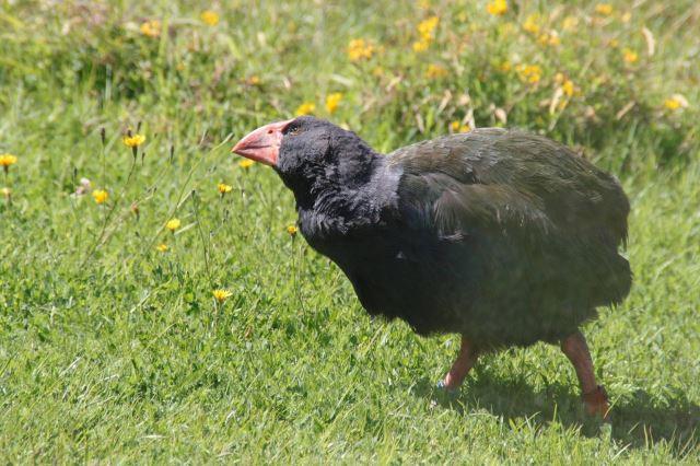 Takahe - Photo Credit: Violet_Kitty